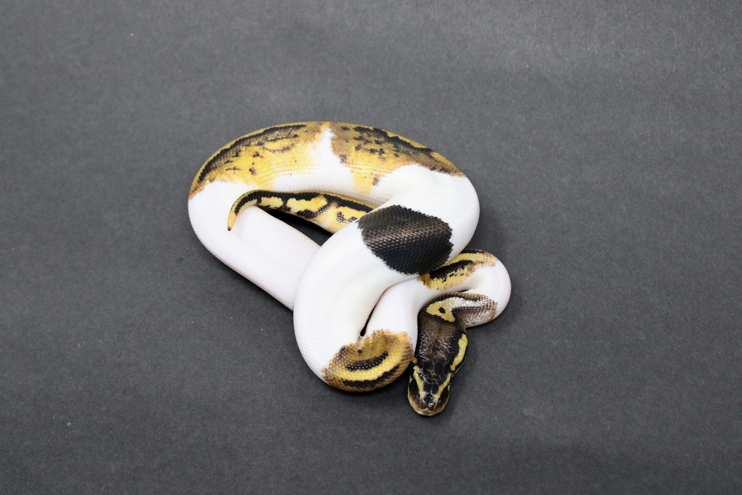 Medium White Pastel Pied Ball Python by Royal Pieds - MorphMarket