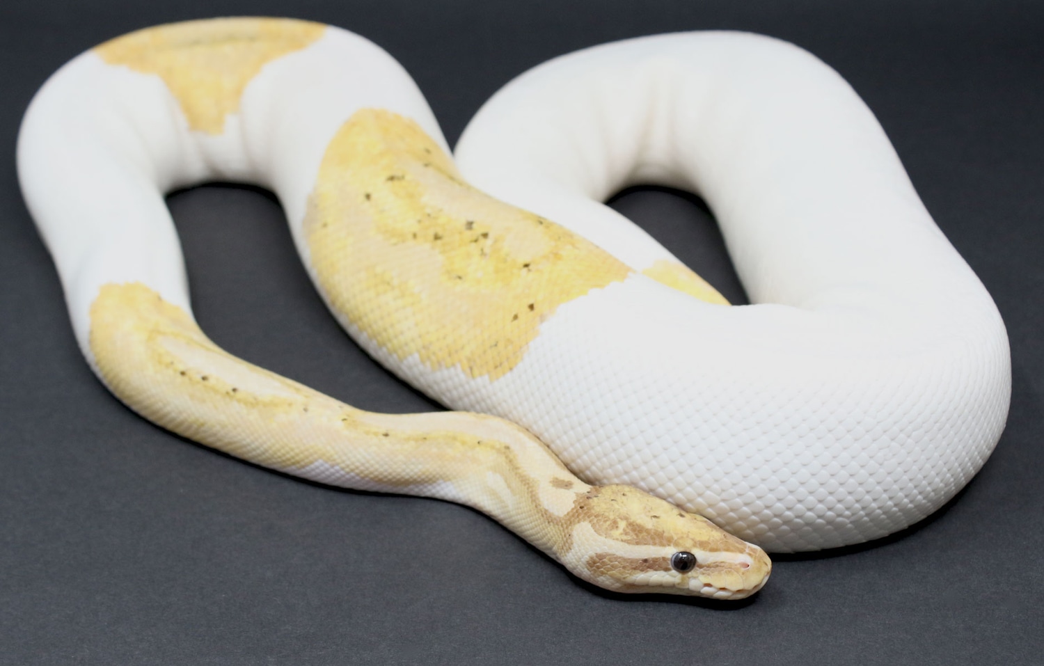 Banana Pied Ball Python by Royal Pieds MorphMarket