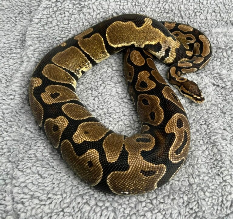 Scaleless Head Het TSK Axanthic Ball Python by Royal Pieds - MorphMarket