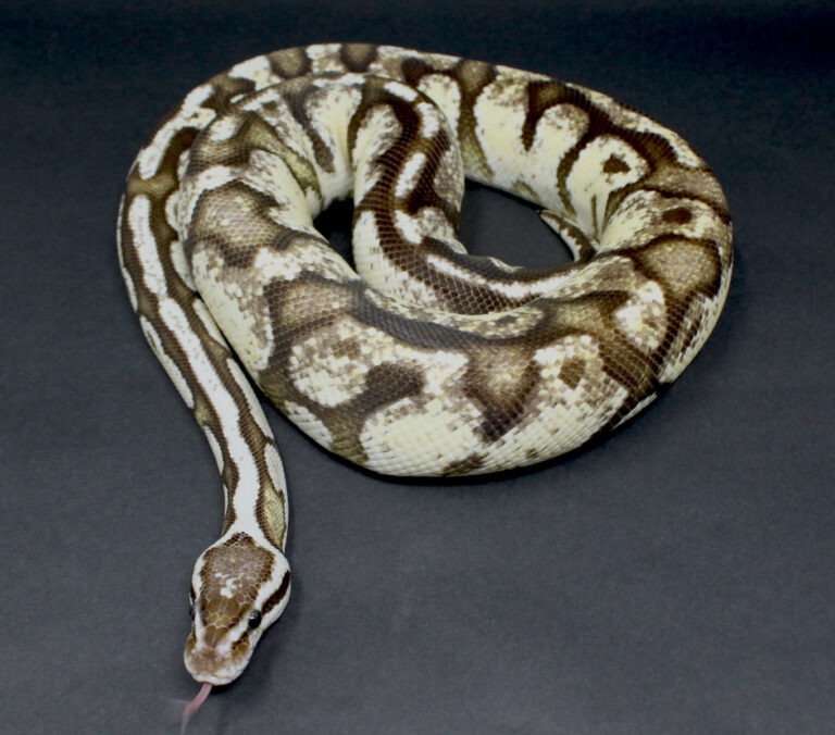 Firefly TSK Axanthic Ball Python by Royal Pieds - MorphMarket