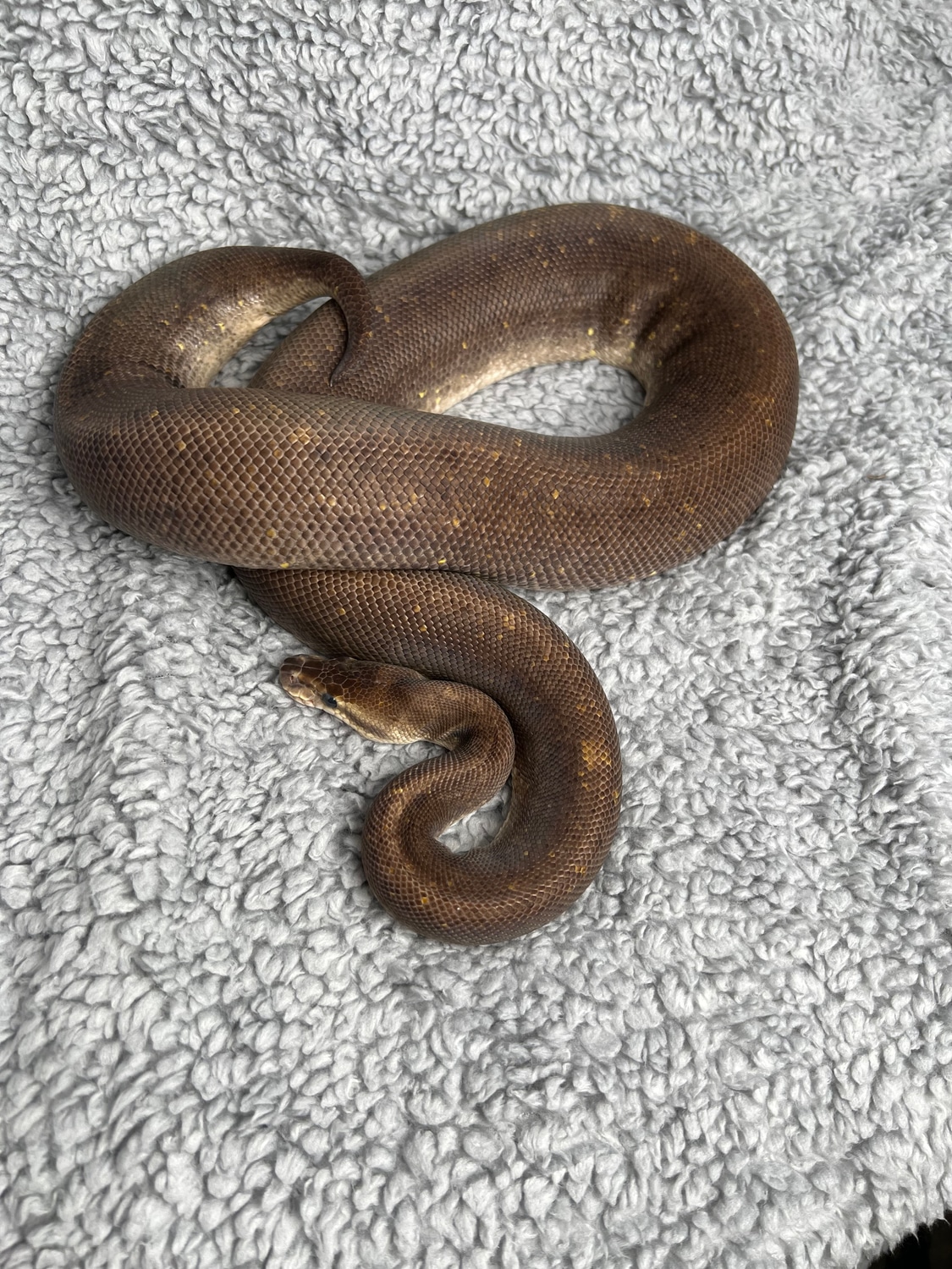 Pastel Super Cinnamon Ball Python by Royal Pieds - MorphMarket