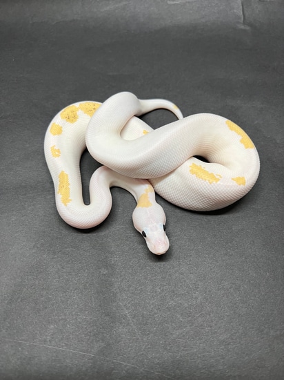Medium Pattern Super Fire Ball Python by Royal Pieds
