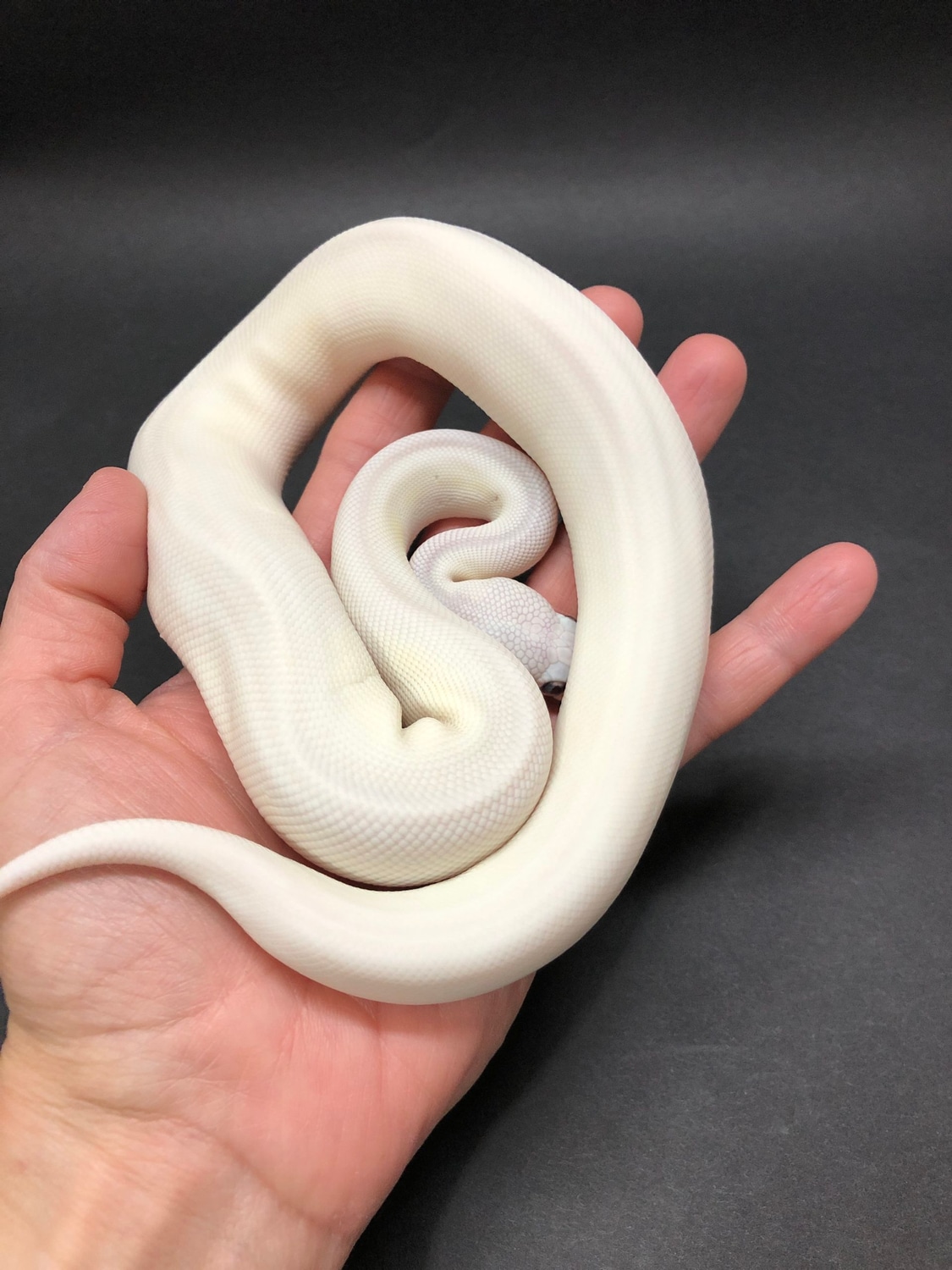 2021 Female Blue Eyed Leucistic ID#21.02.09F Ball Python by Royal Pieds ...