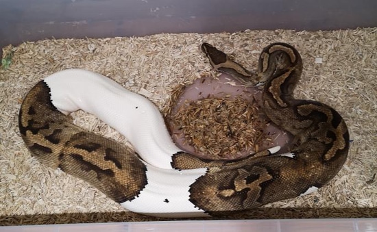 Pied ( Dinker ) Ball Python by SBExotics
