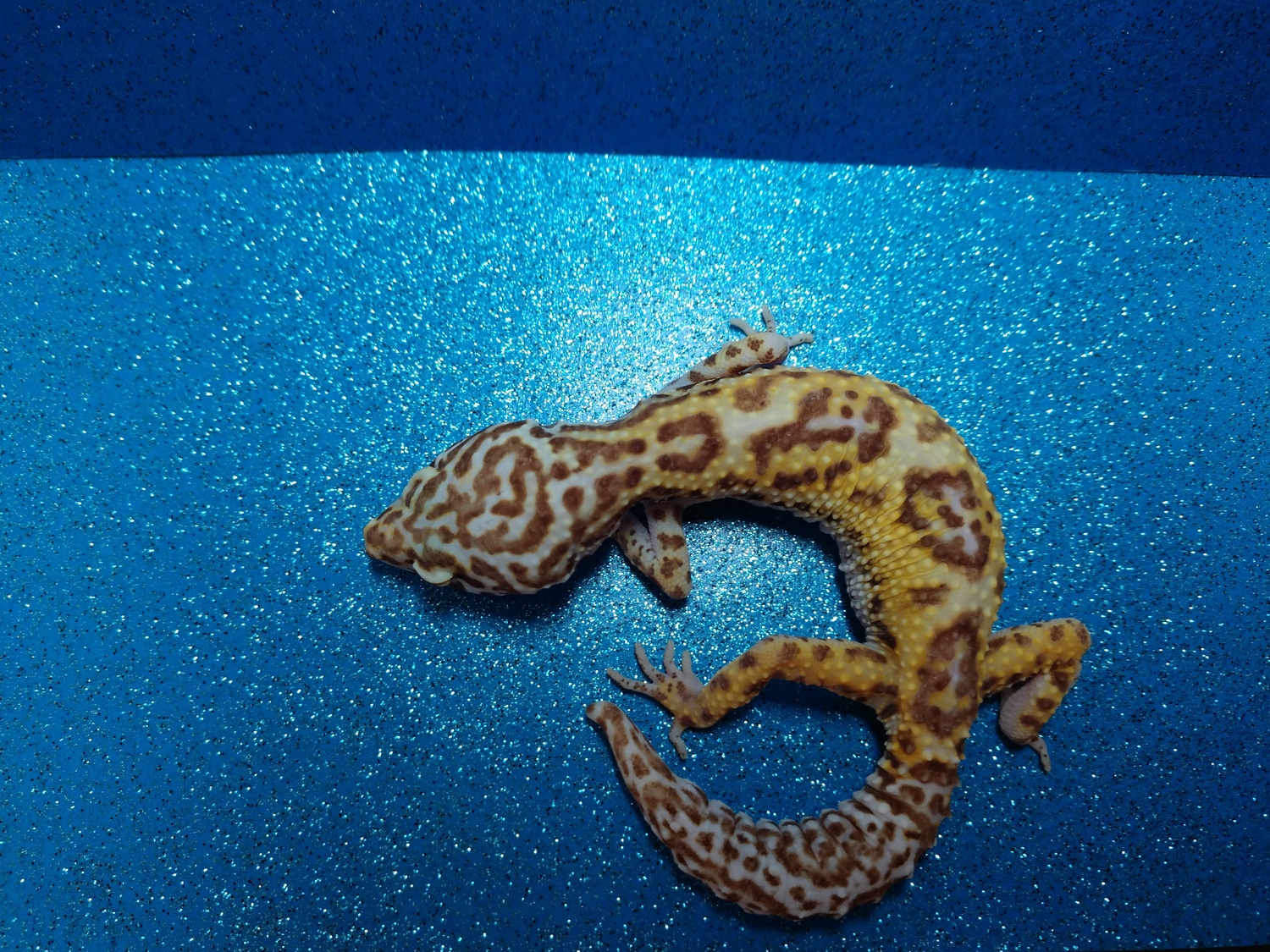 Pet Only Leopard Gecko by Granite State Geckos MorphMarket