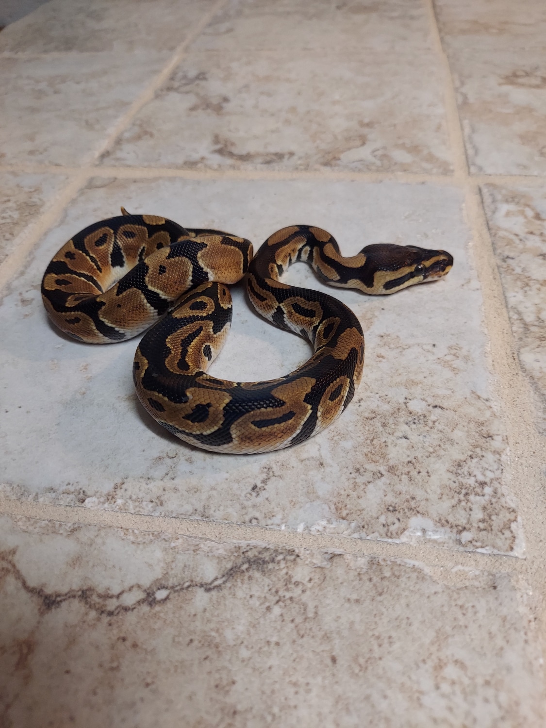 Normal Ball Python by No limit reptiles - MorphMarket