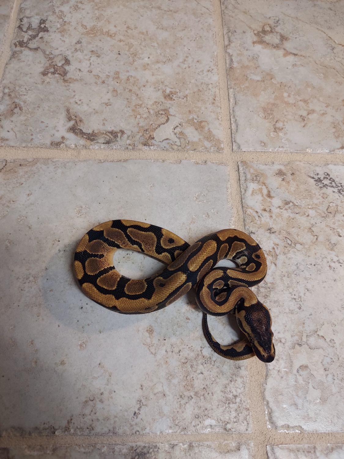 Normal Ball Python by No limit reptiles - MorphMarket