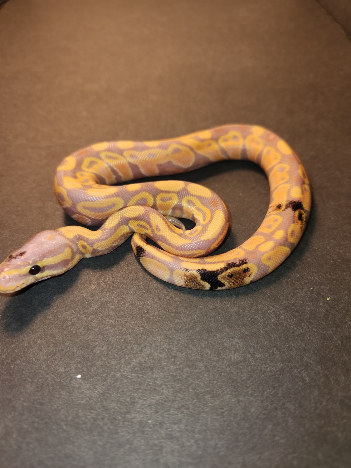 Banana Spector Paradox Ball Python by No limit reptiles - MorphMarket