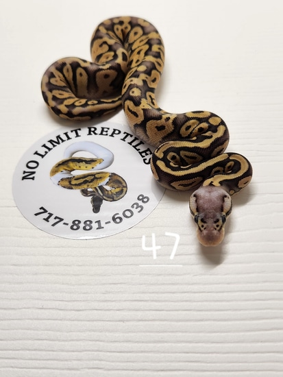Super Pastel Yellow Belly Ball Python by No limit reptiles