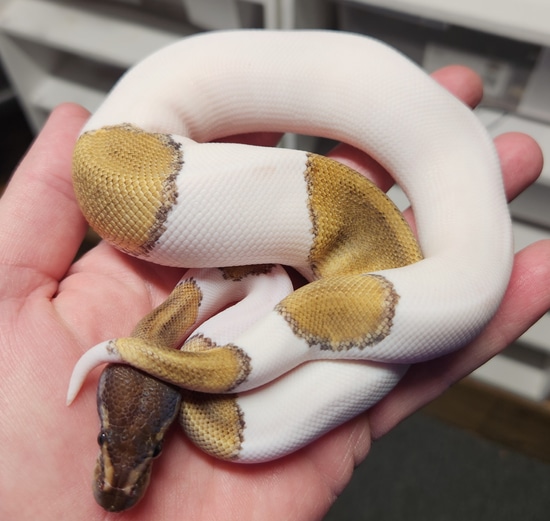 Mojave Pied Ball Python by No limit reptiles