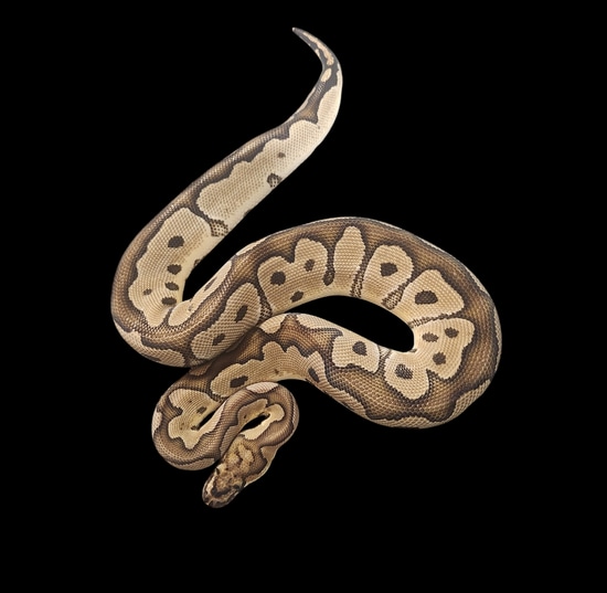 Complete Ball Python, A Comprehensive Guide to Care