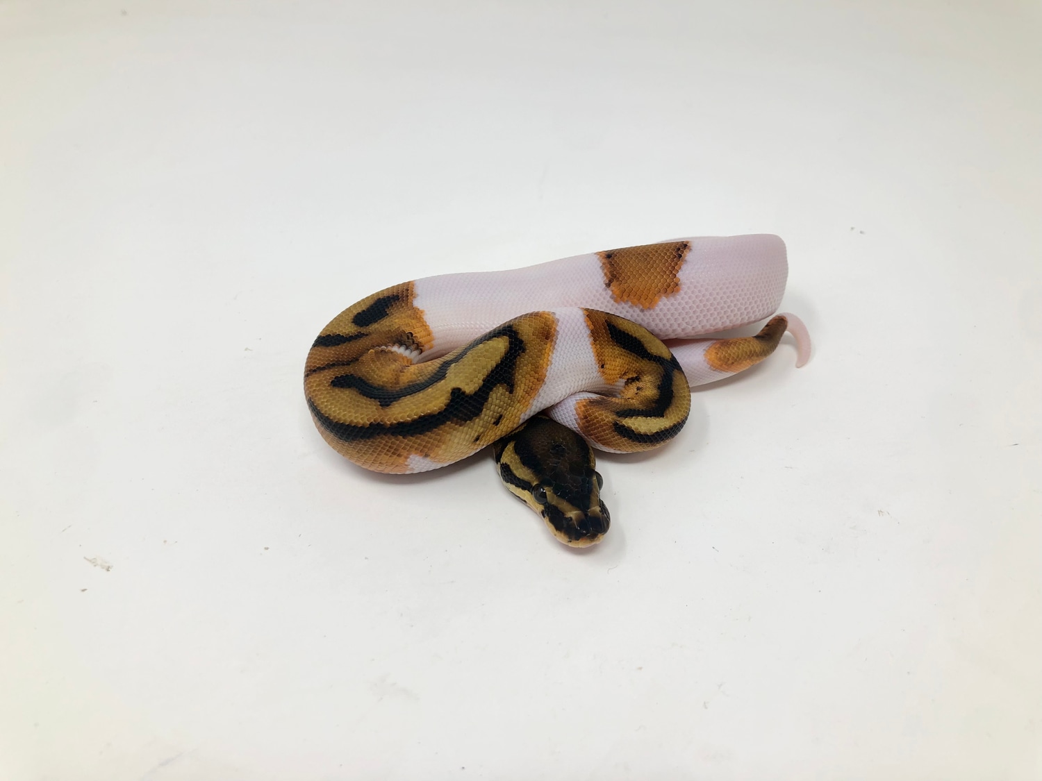 GeneX Pied Ball Python by GS Pythons MorphMarket