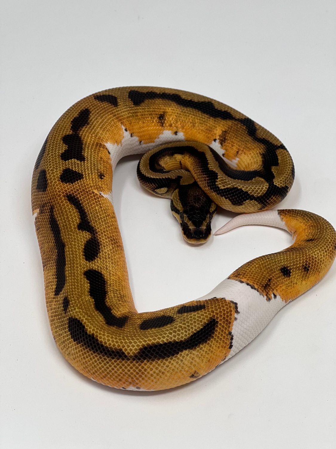 Orange Dream GeneX Pied Ball Python by GS Pythons MorphMarket
