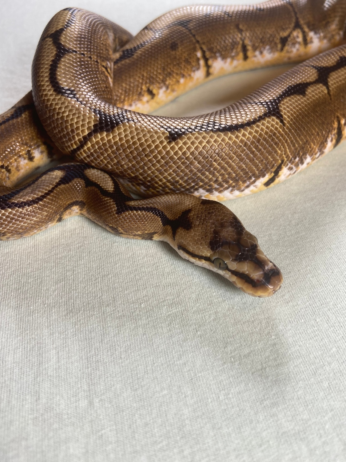 Spider Ball Python by Darkside Reptiles - MorphMarket