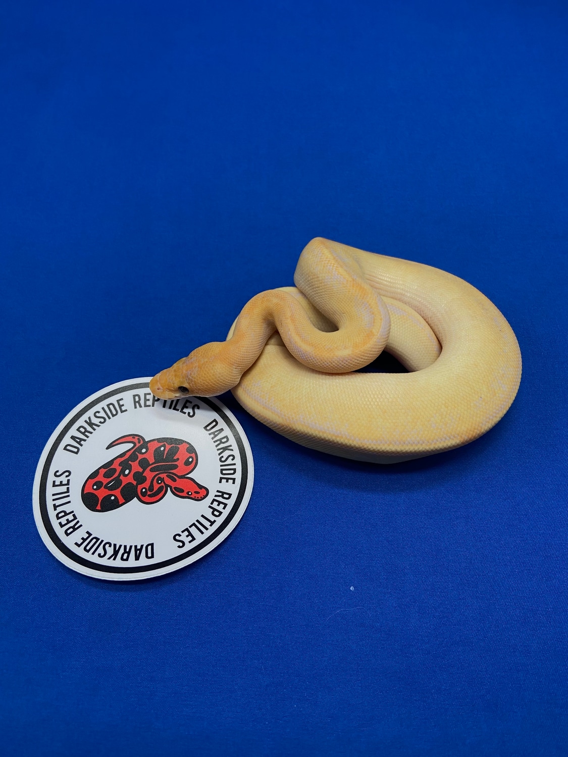 Banana Champagne Ball Python by Darkside Reptiles MorphMarket