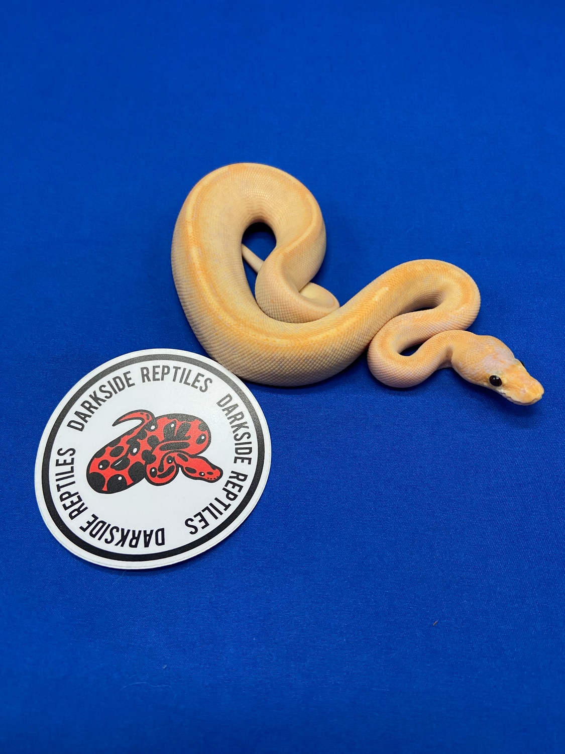 Banana Champagne Ball Python by Darkside Reptiles MorphMarket