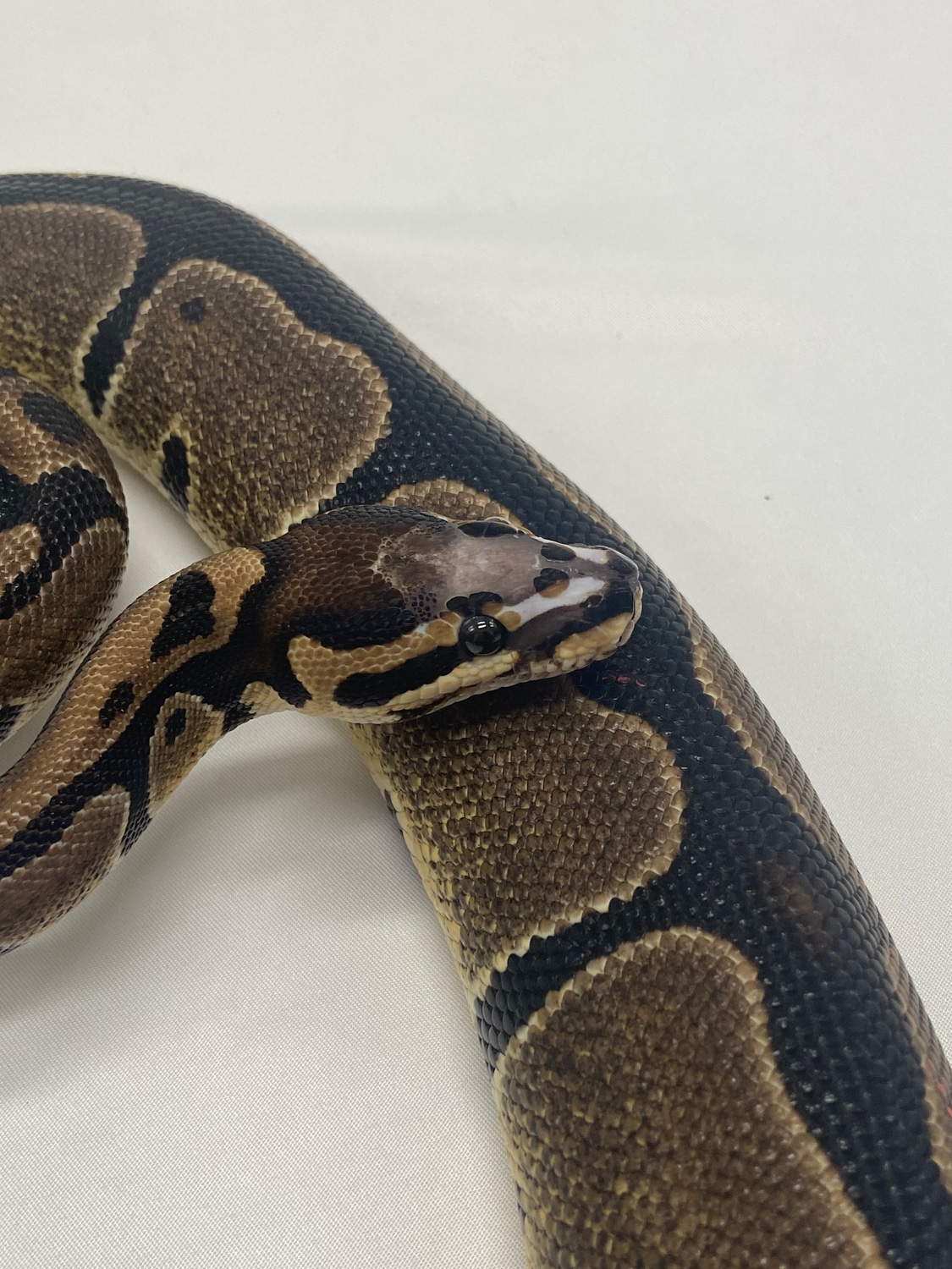 Scaleless Head - F Ball Python by Darkside Reptiles - MorphMarket