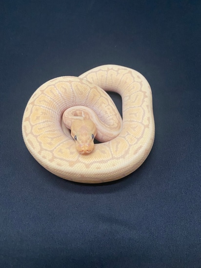 Banana Jigsaw Ball Python by Darkside Reptiles