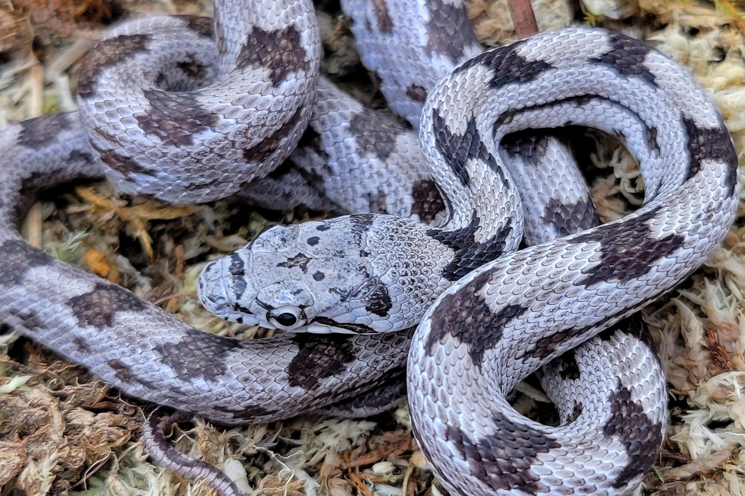 Gulf Hammock Rat Snake Eastern Rat Snake by Smoldering Serpents