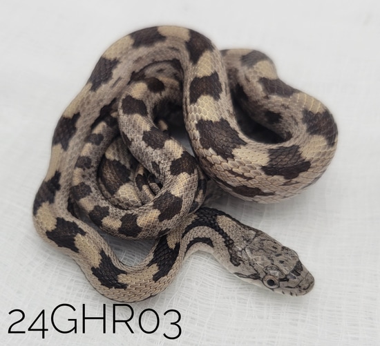 Gulf Hammock Rat Snake Eastern Rat Snake by Smoldering Serpents