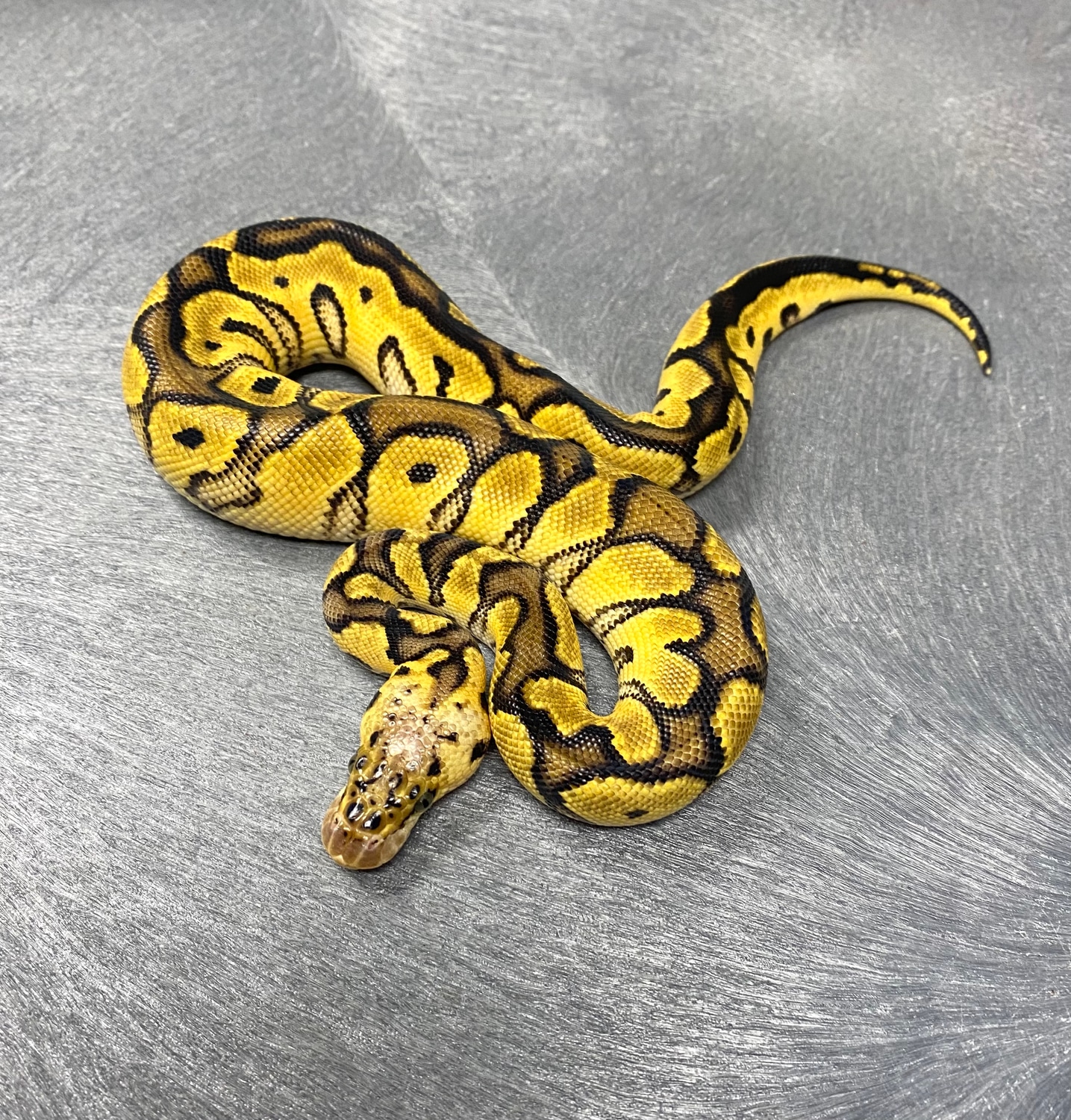 Pastel Vanilla Clown Het Desert Ghost 50% Het Hypo Ball Python by ...