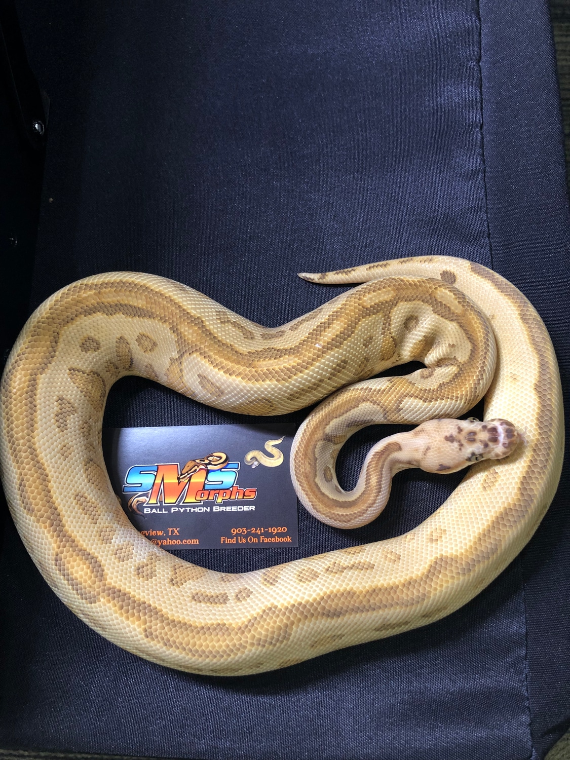 Lesser Spotnose Leopard Clown Ball Python by SMS Morphs, LLC - MorphMarket
