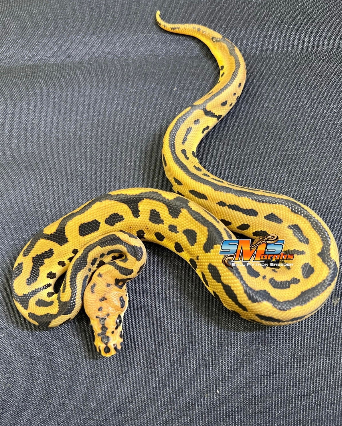 Batman M22-1 Ball Python by SMS Morphs, LLC - MorphMarket
