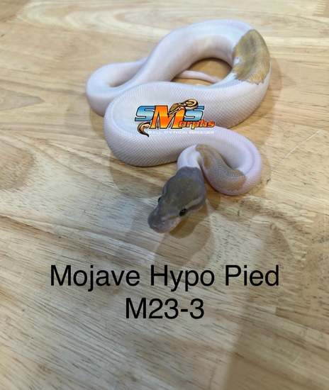 Mojave Hypo Pied M23-3 Ball Python by SMS Morphs, LLC