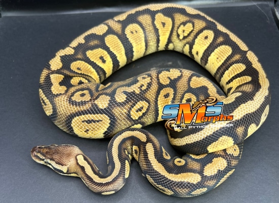 Pastel Stranger 100% Het Clown F22-1 Ball Python by SMS Morphs, LLC