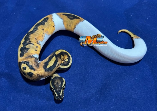 Pied F23-1KM Ball Python by SMS Morphs, LLC