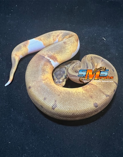 Enchi Pinstripe Pied F23-1KM Ball Python by SMS Morphs, LLC