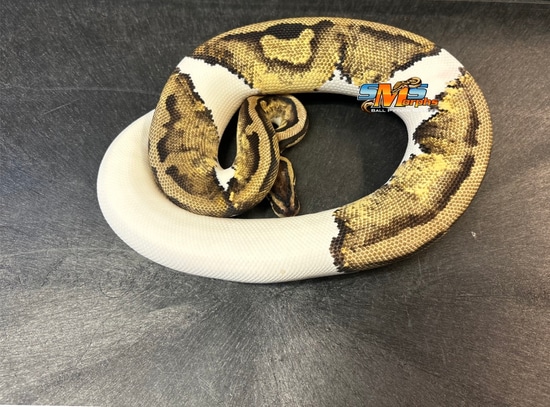 Pastel Pied F23-2RM Ball Python by SMS Morphs, LLC