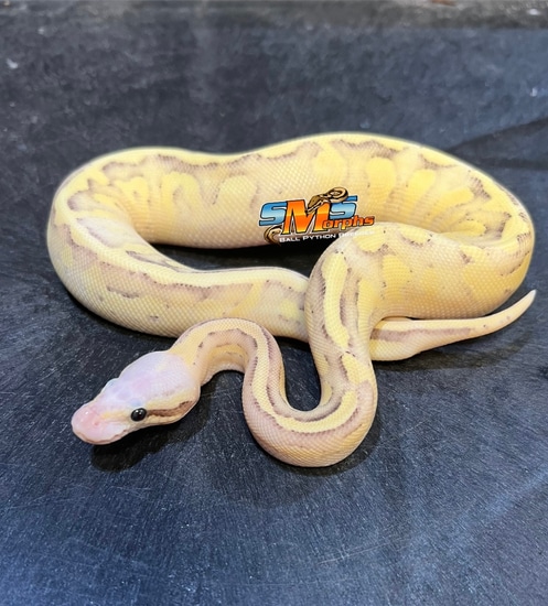 Fire Vanilla Pastel Mojave F24-1 Ball Python by SMS Morphs, LLC