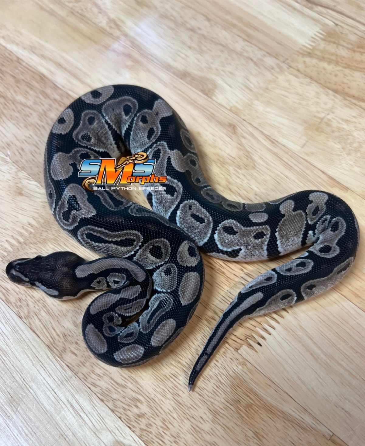 小物 if six was nine TURBAN BLK PYTHON IF SIX WAS NINE/JK-REPTILE