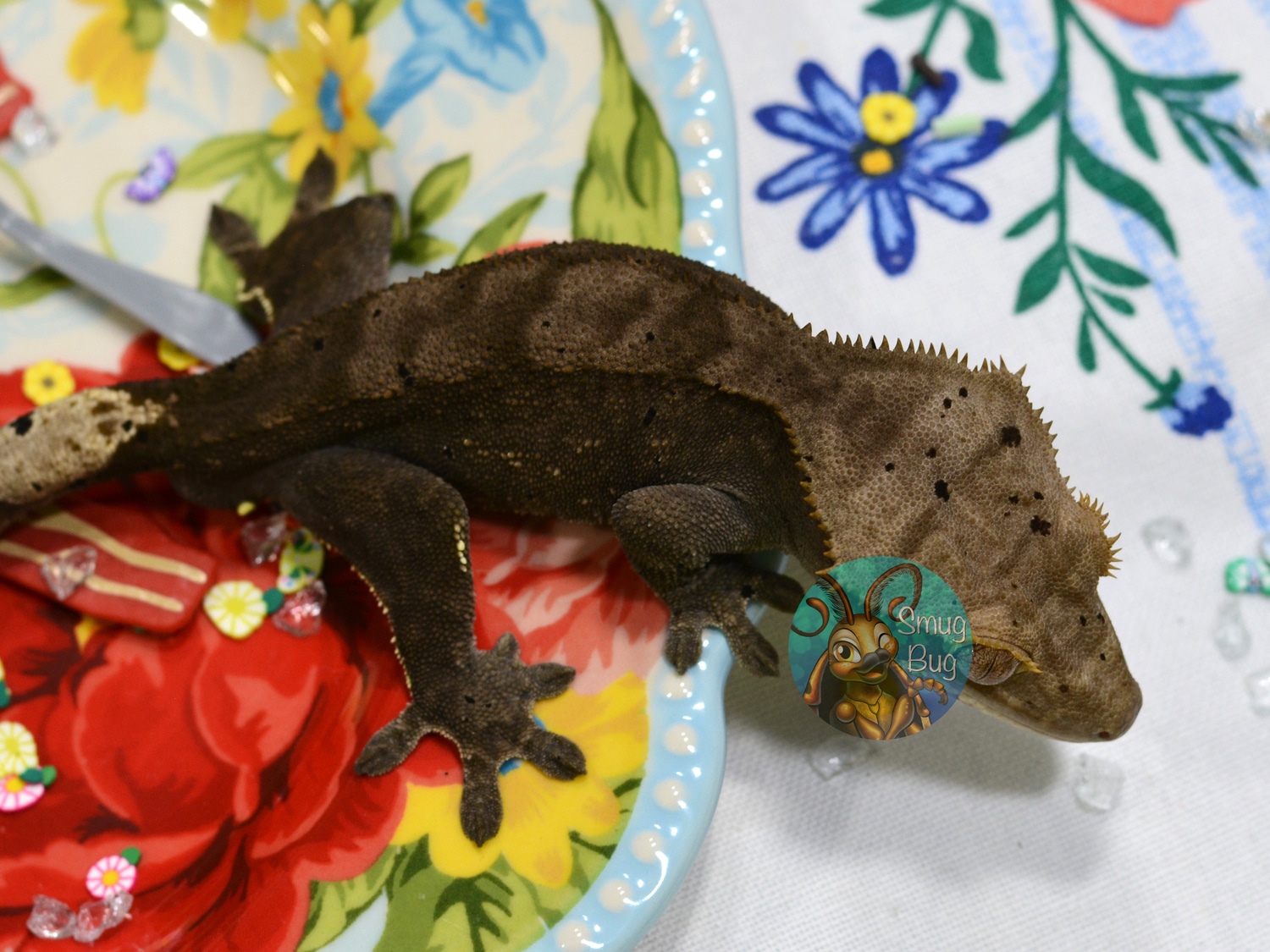 Orbit, Soft scale dark line phantom patternless male crested gecko