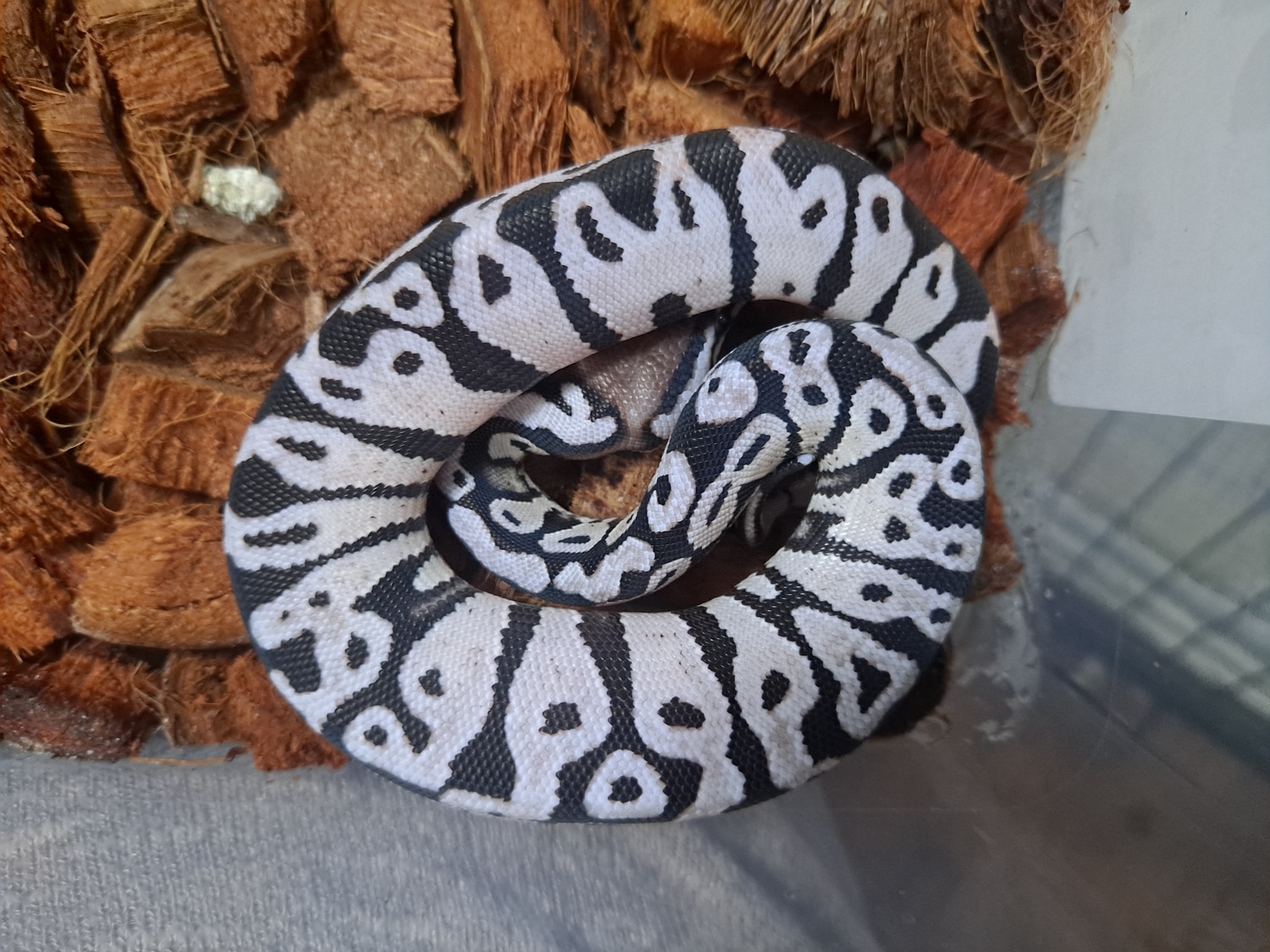 Pastel VPI Axanthic Ball Python by Smyachi's Ratties N Royals - MorphMarket