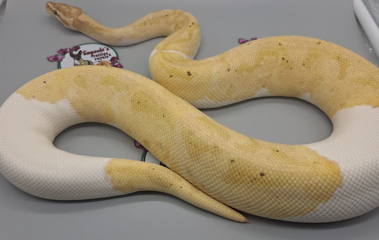 Banana Piebald Ball Python by Smyachi's Ratties N Royals MorphMarket