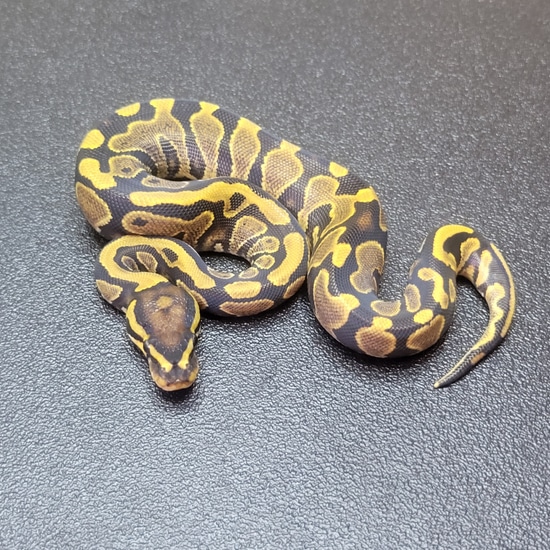 Fire GeneX 100% Albino Poss Het Pied Ball Python by Snake Closet