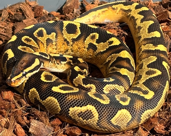 Super Asphalt Orange Dream Pos Dinker Ball Python by Snake Daddy Exotics