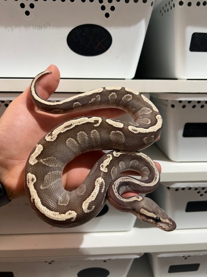 Granite Pattern Ball Python Ghi Mojave Fire/Vanilla Granite Ball Python by Snake-therapy