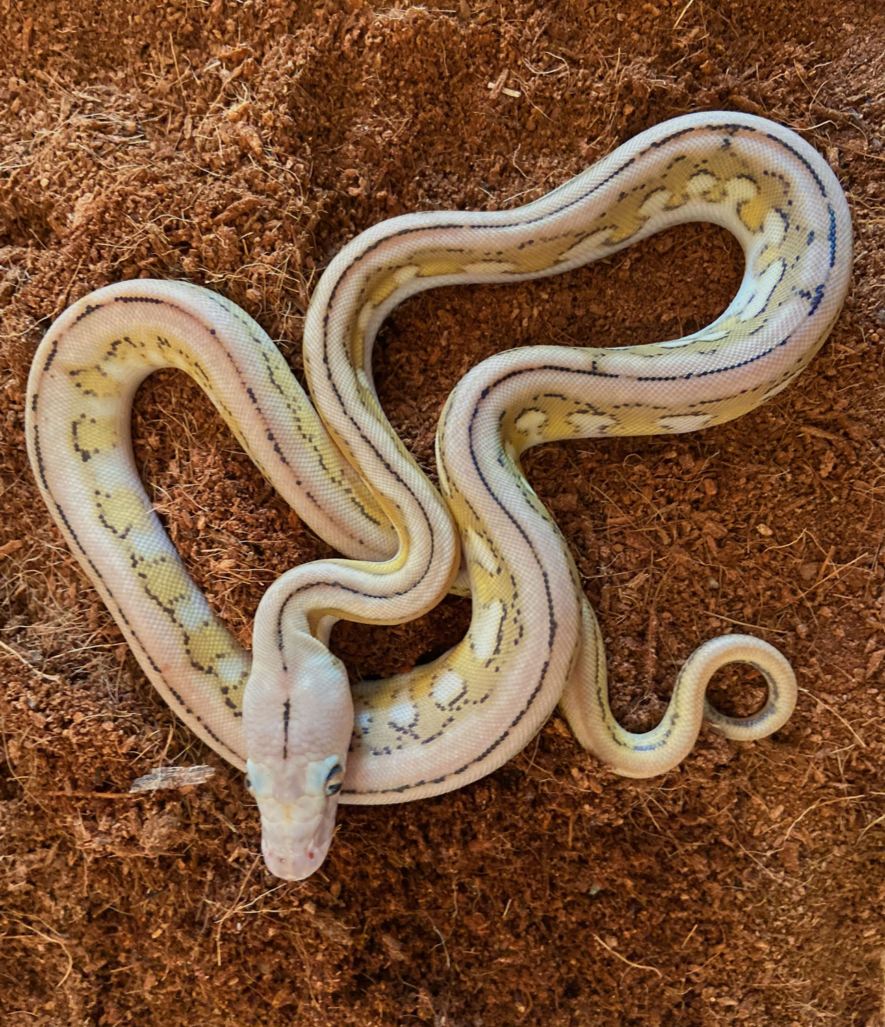 Super Dwarf Platinum Supertiger 100% Het Purple Albino Reticulated ...