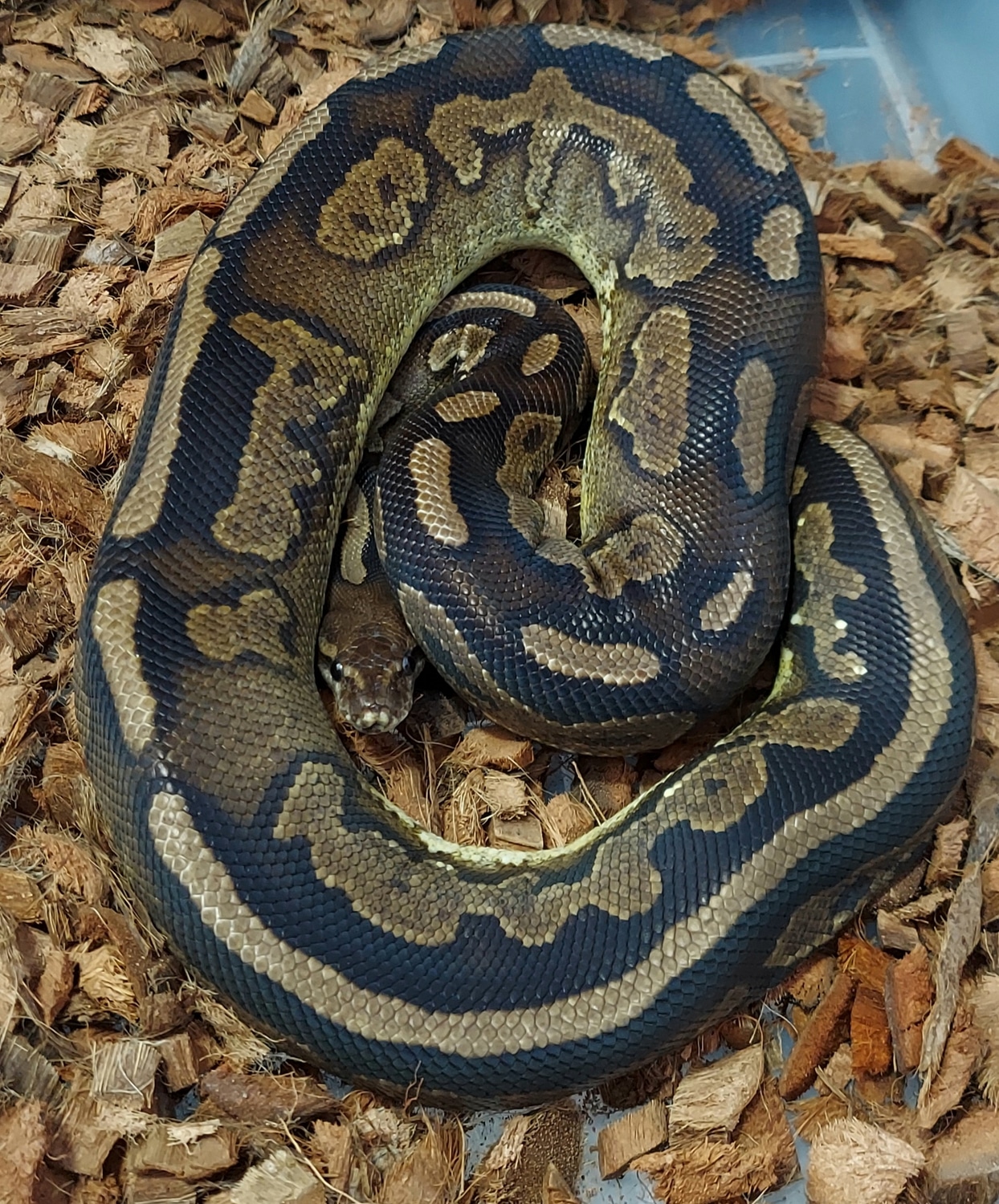 Cinnamon 100% Het Pied Ball Python by CMM Constrictors - MorphMarket