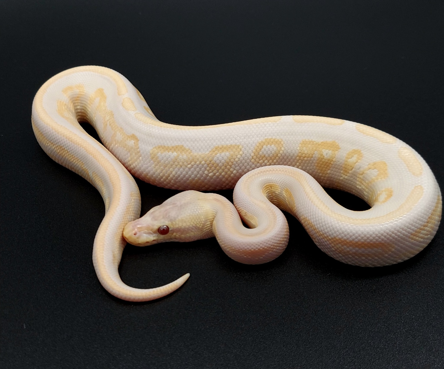 Cinnamon Lavender Albino 100% Het Pied Ball Python by CMM Constrictors ...
