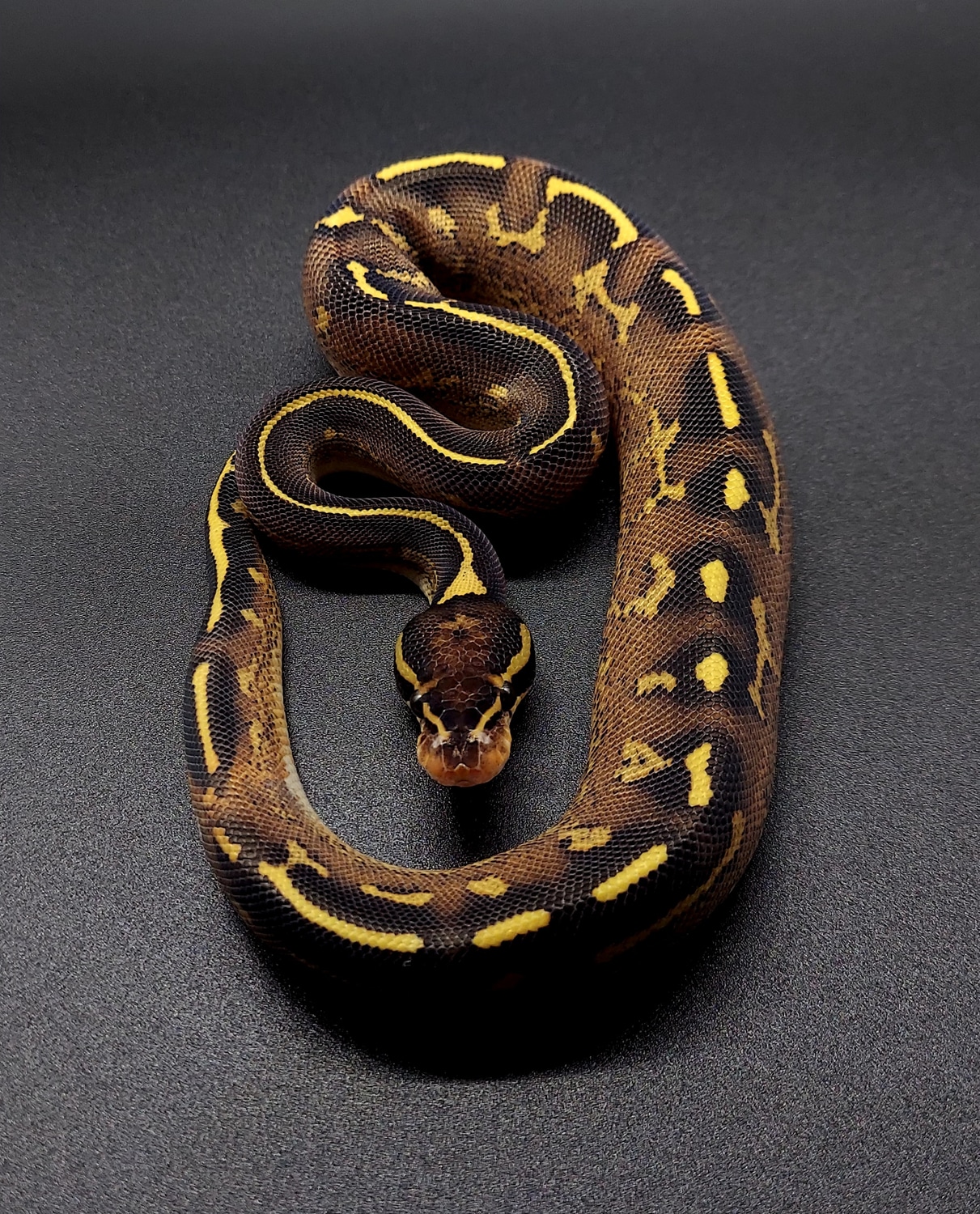 Freeway Ball Python by CMM Constrictors - MorphMarket