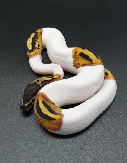 Pied High-white 50% Het Lavender Albino. Ball Python by CMM Constrictors