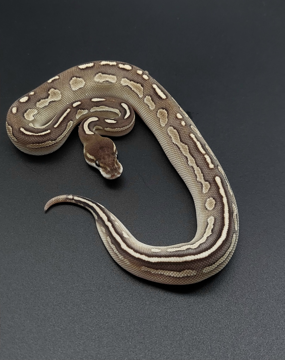 Blackhead Lesser Ball Python by CMM Constrictors - MorphMarket
