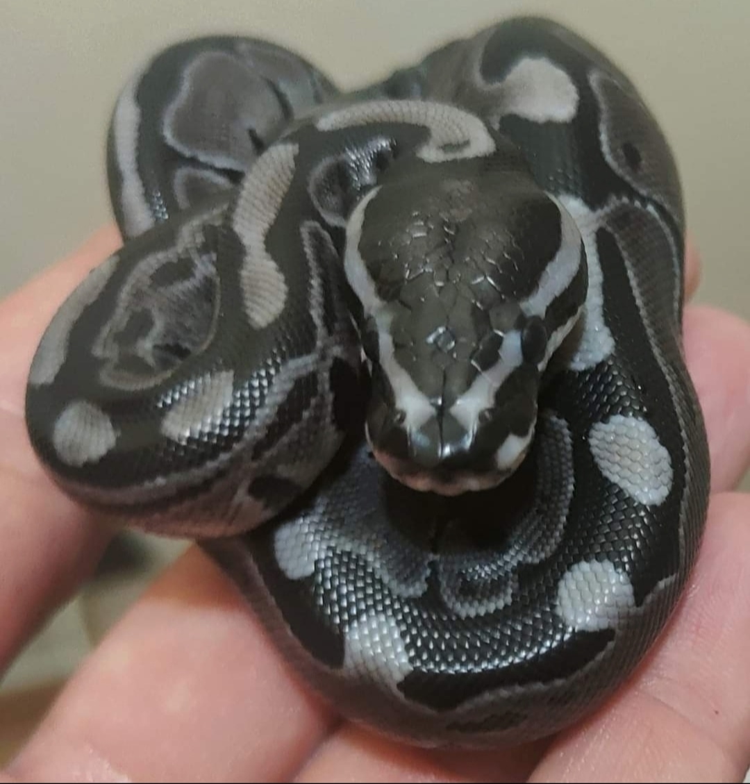 Axantic Tsk Het Clown Ball Python by Stracan Regius - MorphMarket