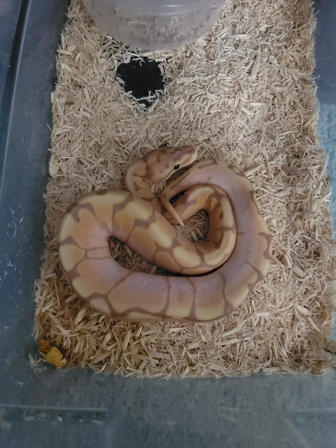 Banana Spider Ball Python by Ya Darn Snootin exotics MorphMarket