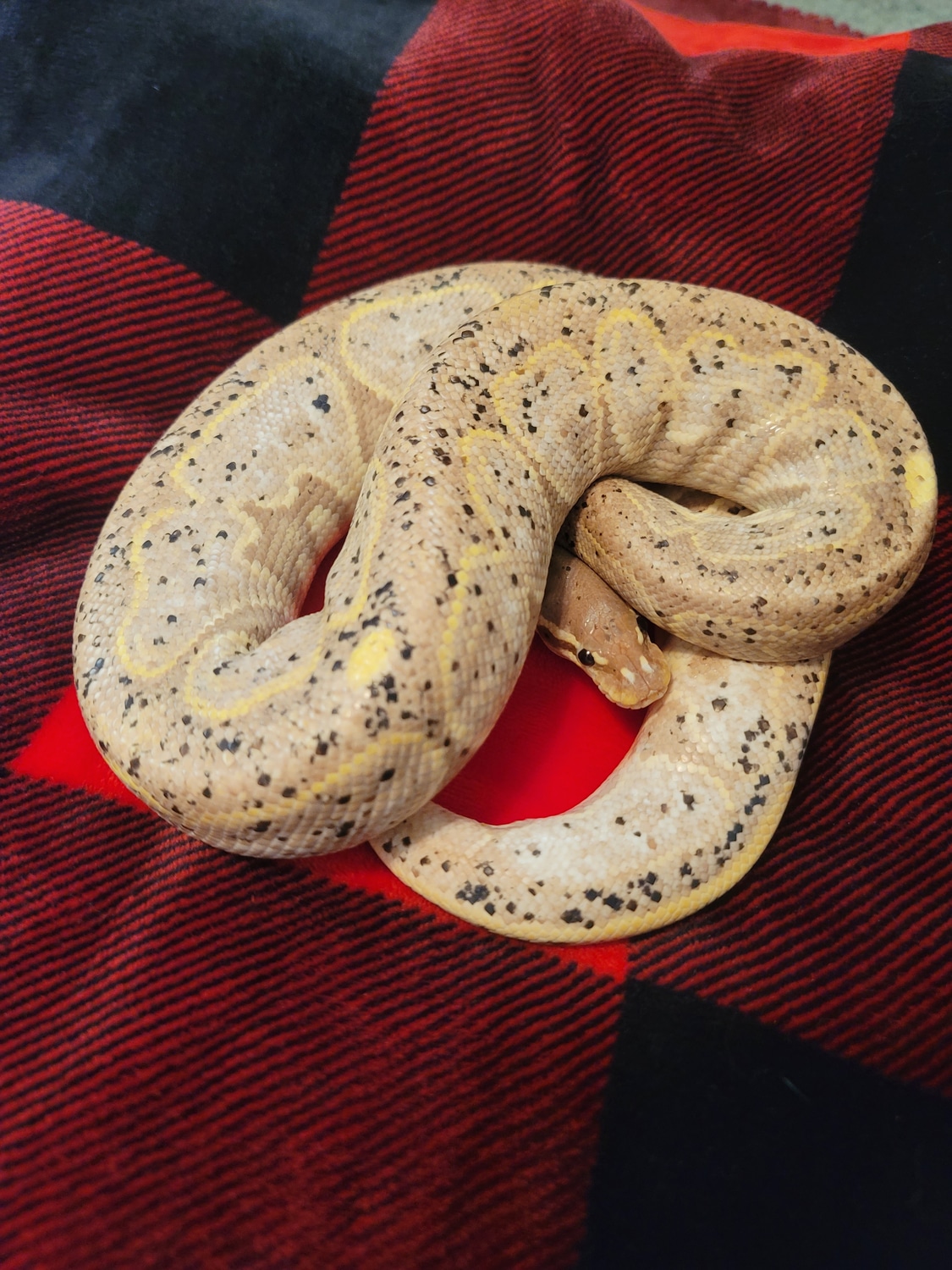 Banana Cinnamon Ball Python by Ya Darn Snootin exotics MorphMarket