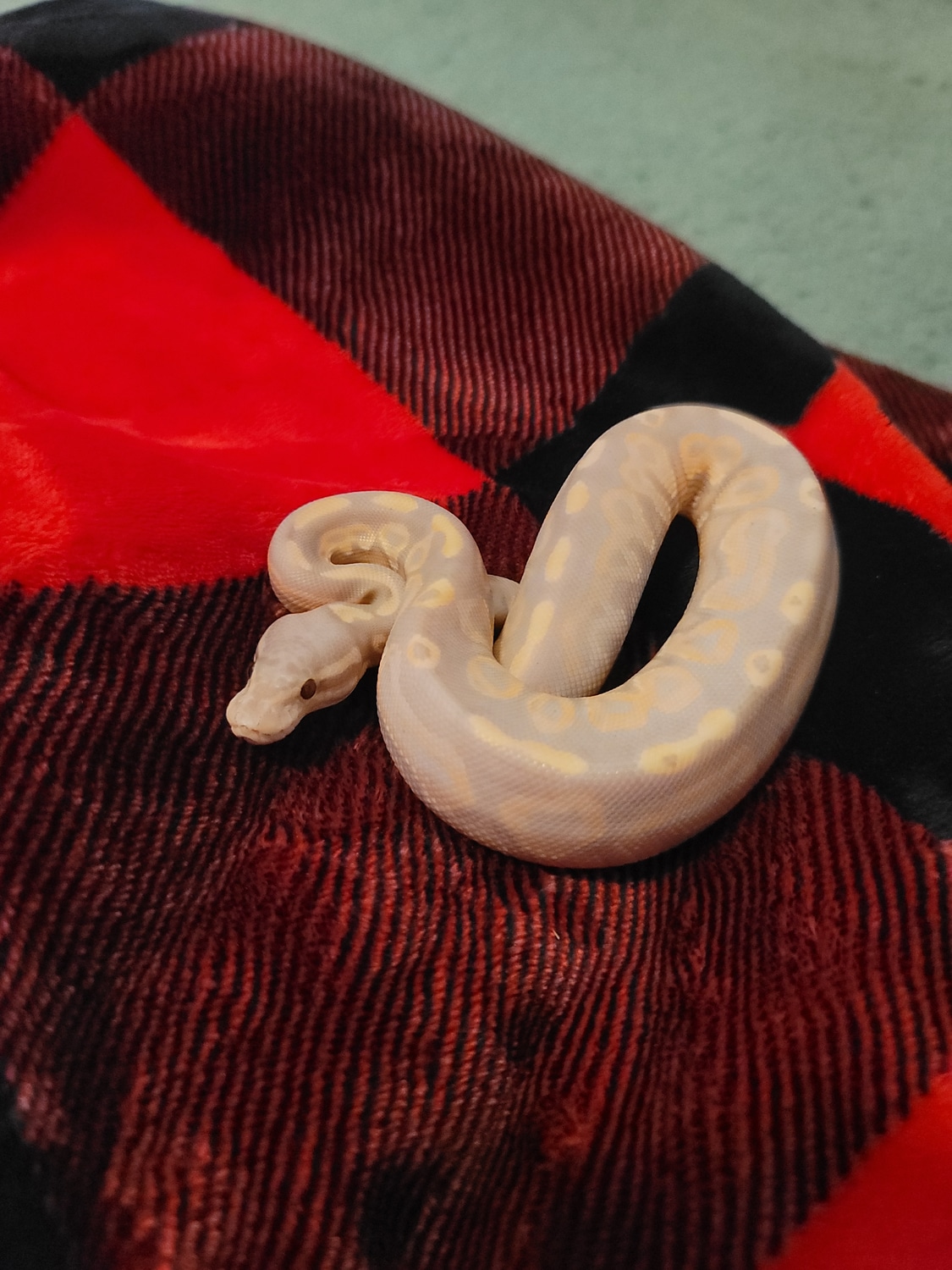 Banana Cinnamon Ball Python by Ya Darn Snootin exotics MorphMarket
